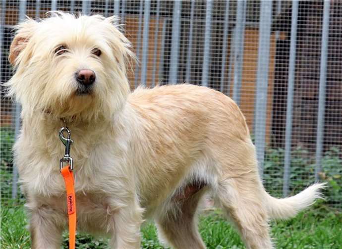 Lulu ist verspielt und unternehmungslustig. Tierheim u. Tierschutzverein Kreis Ahrweiler e.V.