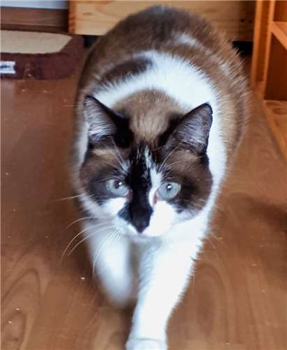 Lulu wünscht sich ein ruhiges Zuhause. Foto: privat