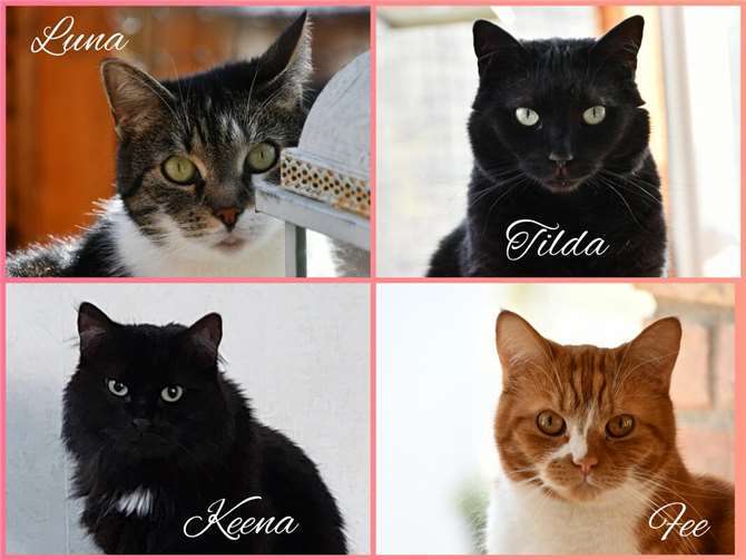 Luna, Tilda, Keena und Fee (Ahrweiler). Von den Katzenschutzfreunden vor 6 und 9...