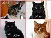 Luna, Tilda, Keena und Fee (Ahrweiler). Von den Katzenschutzfreunden vor 6 und 9...