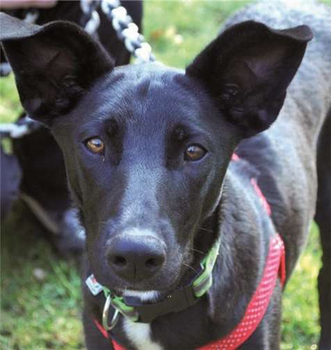 Luna eignet sich als Anfängerhund.
