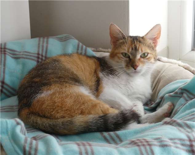 Luna, eine typisch dreifarbige KätzinFoto:privat