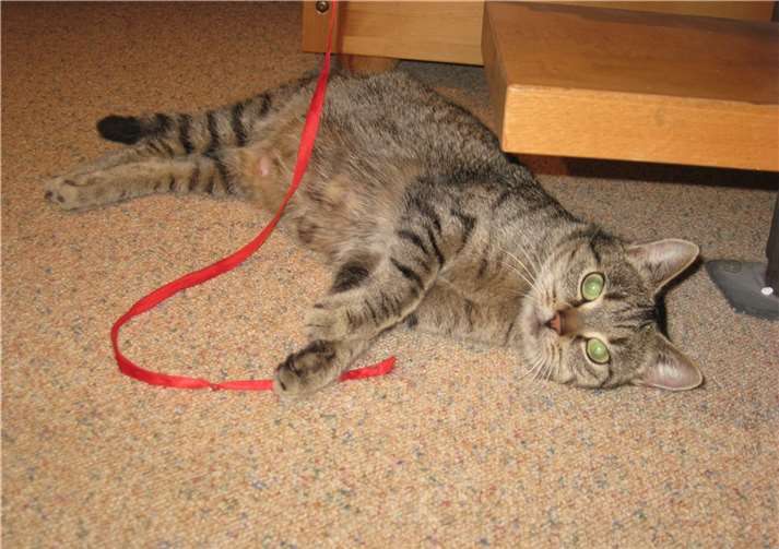 Luna ist sehr verschmust. privat