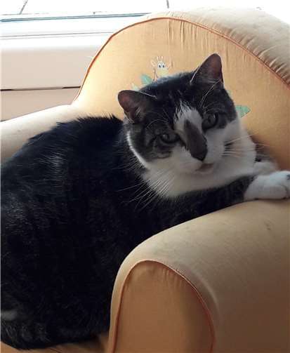 Luna sucht erfahrene „Dosenöffner“. Foto: privat