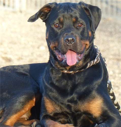 Luna will doch nur spielen. Tierheim Andernach