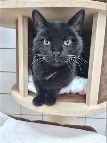 „Luna“ wurde in Mendig gefunden und in das Tierheim Mayen gebracht.  Foto: Sybill Limbach