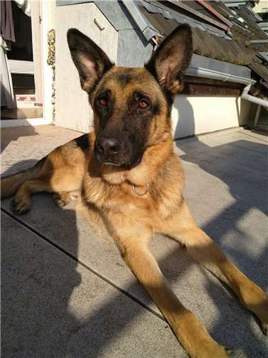 Lupo sucht ein Zuhause. Foto: privat