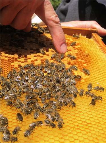 Lust auf eigenen Honig. Foto: Hüngsberg