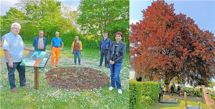 Machten sich ein Bild von der Alten Blutbuche (re.) und dem Nachkömmling auf den neuen Friedhof in Weißenthurm: v.re. die Kreisbeigeordnete Birgit Meyreis, Rüdiger Kape, Integrierte Umweltberatung des Landkreises, Metke Lilienthal von der Stiftung Natur und Umwelt Rheinland-Pfalz sowie von der Stadt Weißenthurm Gärtnermeister Harald Wertgen, Beigeordneter Manfred Henneberger und Stadtbürgermeister Gerd Heim. Quelle: Kreis MYK