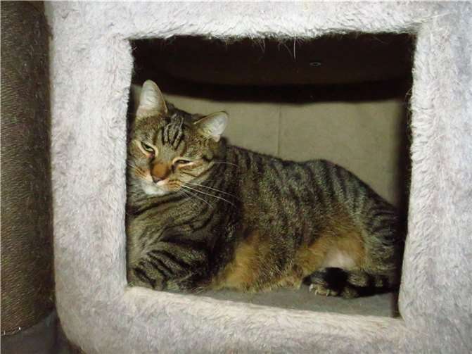 MacyFotos: Katzenhilfe Westerwald e. V.