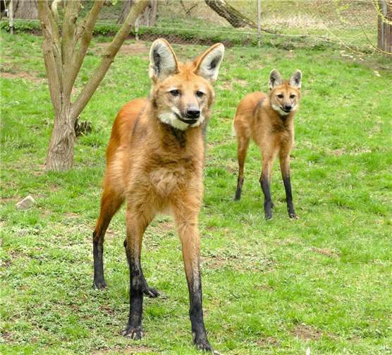 Mähnenwölfe sind Bewohner offener Graslandschaften wie Chaco oder Cerrado, wo sie trotz ihrer beachtlichen Größe nur auf Kleintiere wie Ratten und bodenlebende Vögel Jagd machen.Foto: A. Japes