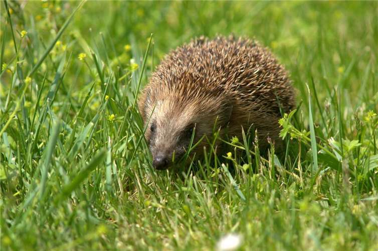 Igel in Mendig durch Mähroboter verletzt Mähroboter können für Igel gefährlich werden. Symbolfoto: Pixabay