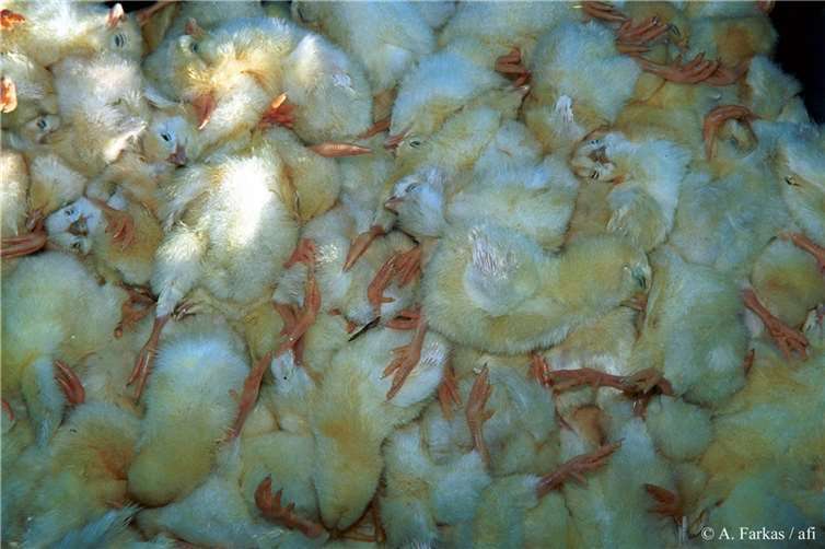 Männliche Küken von Legehennen werden nach dem Schlupf getötet. Copyright: A. Farkas/afi