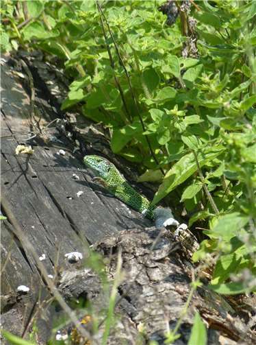 Männliche Zauneidechse.Foto: Leonhard