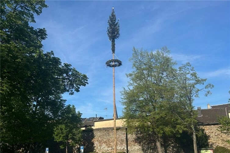 Maibaum 2026