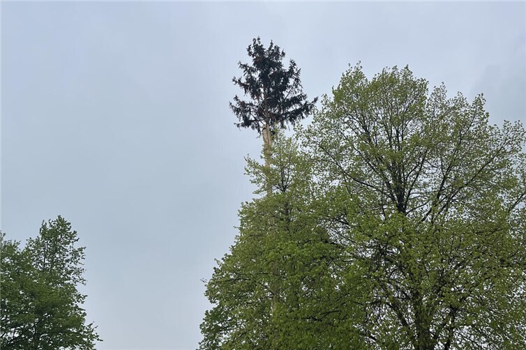 Maibaum Koisorf