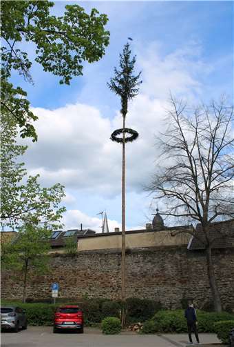 Maibaum der Oberhut in Ahrweiler.
