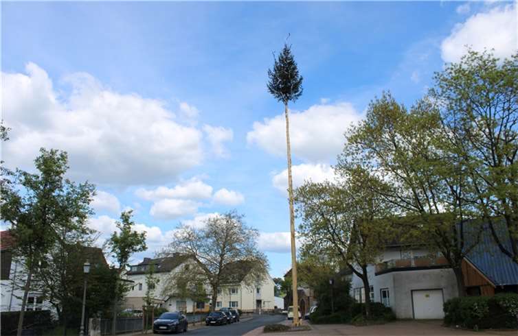 Maibaum in Heimersheim.