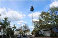 Maibaum in Heimersheim.