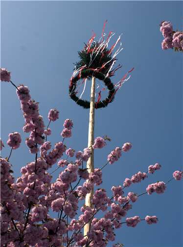 Maibaum.Foto: privat
