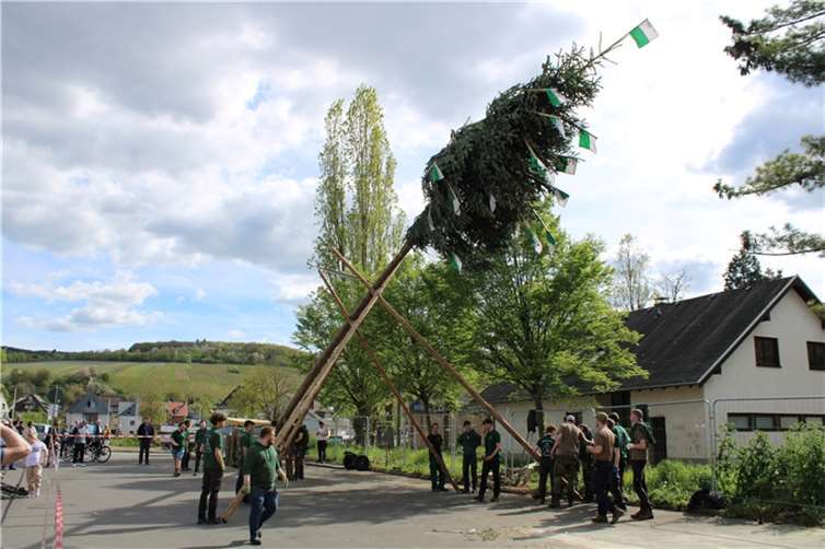 Maibaumstellen der Ahrhut in Ahrweiler.