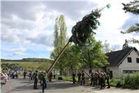 Maibaumstellen der Ahrhut in Ahrweiler.