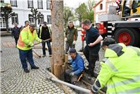 Maibaumstellen der Kernstadt Sinzig.
