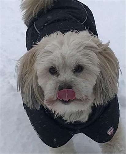 Mailo - Unermüdlich immer dabei – und bei Schietwetter bestens gewappnet. Foto: privat