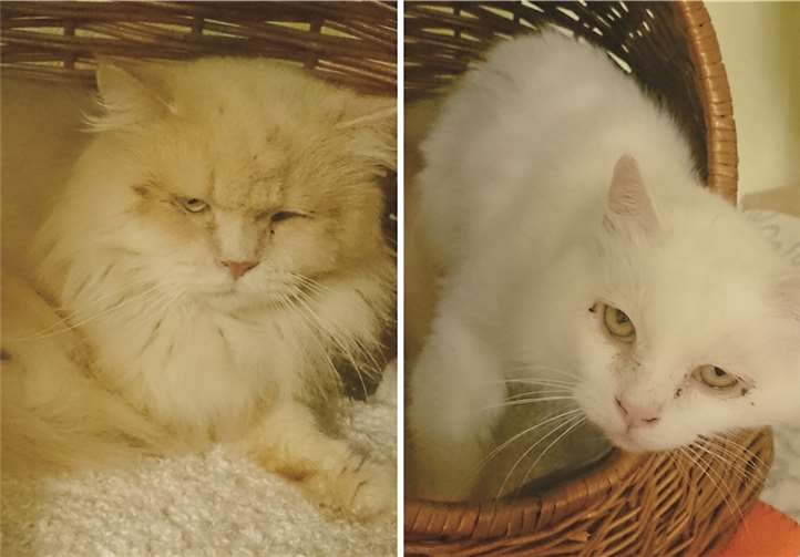 Main-Coon-Mix Katern Casimir und Jerry.Privat