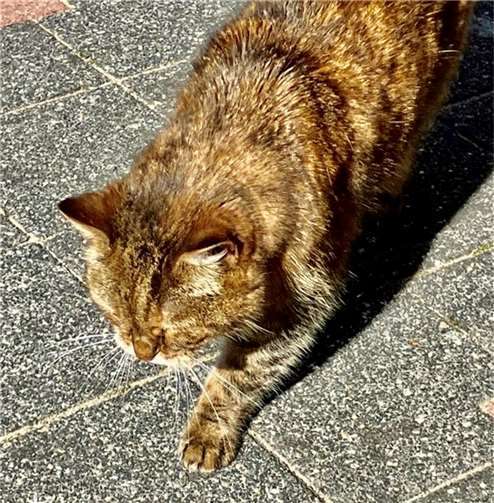 Maja .  Foto: privat