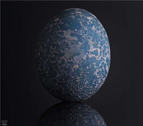 Makroaufnahme des Guirakuckucks-Eies. Foto: Oliver Dum