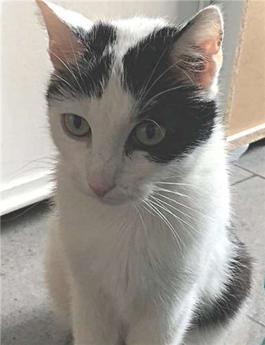 Malin ist komplett durchgecheckt und braucht nach Eingewöhnungszeit ihren Freigang. Privat