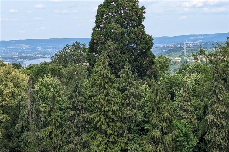 Mammutbaum Bibelgarten