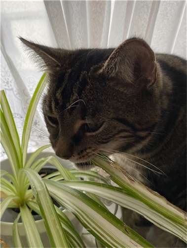 Mancher Frühjahrsblüher kann für Katzen giftig sein.  Foto: privat