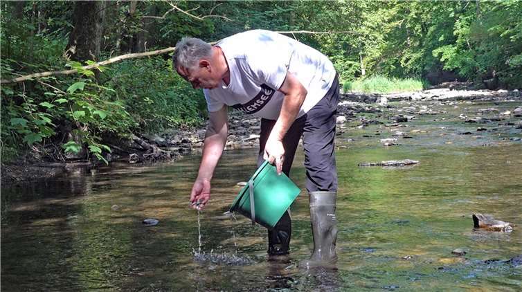 Manfred Fetthauer, erster Vorsitzender der ARGE Nister/Obere Wied e.V. beim Aussetzen junger Lachse in der Nister. Foto: Stefan Tannenberg