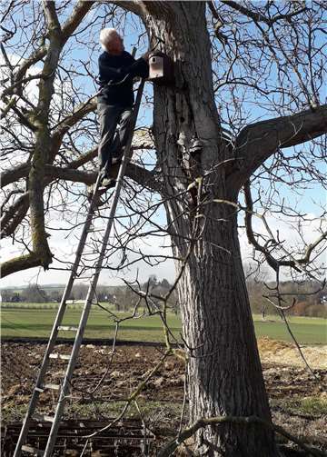 Manfred Mohrs bei der Befestigung eines Nistkastens in einem alten Nussbaum, den - wie er sich gerne erinnerte - sein Vater im Kriegsjahr 1943 gepflanzt hatte.Foto: privat