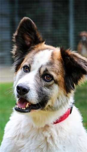 Manni ist ein etwa vierjähriger Herdenschutzhundmischling. Foto: privat