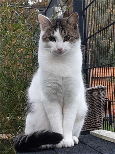 Manni sucht ein Zuhause. Foto: privat