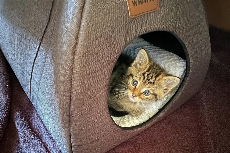 Wildkatzenkinder in Not gerettet Mara in liebevoller Pflege in der Aufzuchtstation. Foto: Stefanie Huck