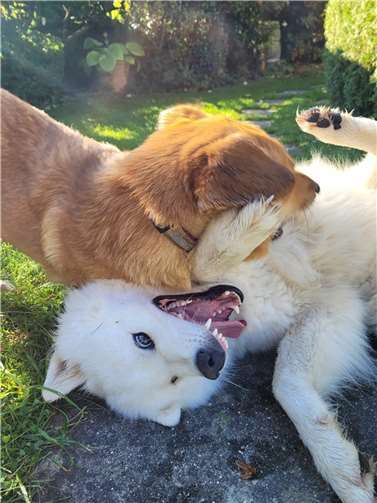 Marcella Jenal hat eine Petition für eine eingezäunte Hundewiese in Meckenheim gestartet. Foto: privat