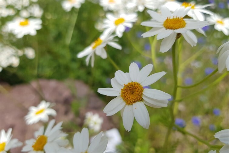 Margeriten verbreiten Sommerstimmung
