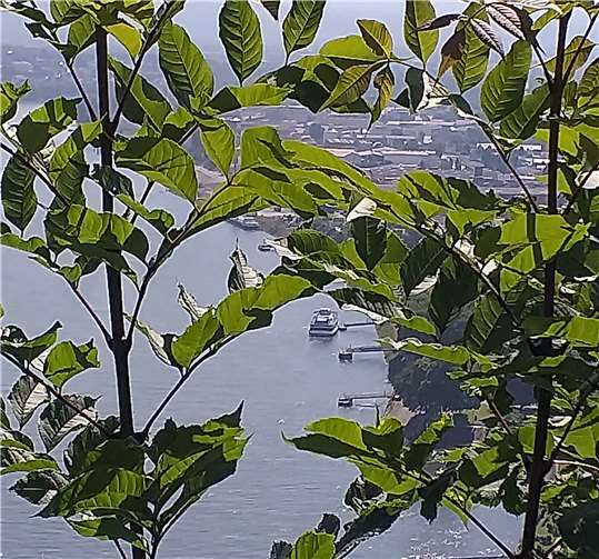 Margit Schuch machte diesen zauberhaften Schnappschuss bei einem Ausflug mit dem Geysir-Schiff, das täglich zur Rheinhalbinsel Namedyer Werth fährt. Foto: Margrit Schuc