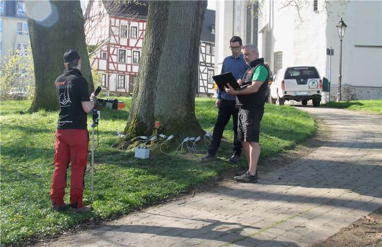 Markus Kuch (2.v.r.) ist bei der Untersuchung kranker Bäume meist dabei. Hier machen die Experten eine Schalltomografie an einer Esche im Gebück.