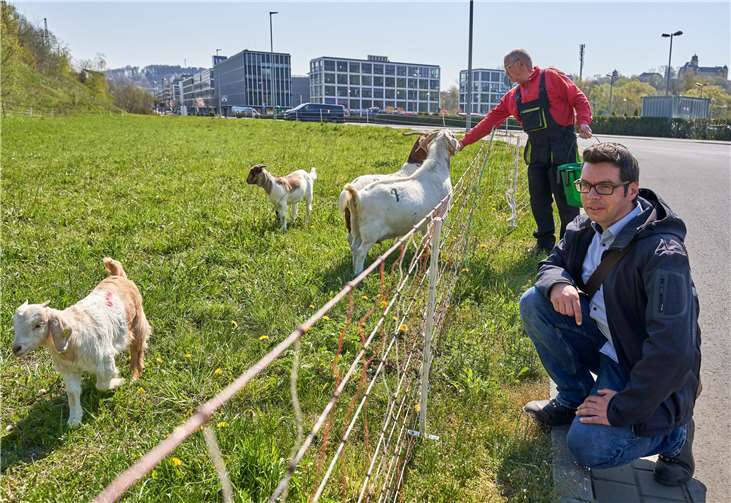 Markus Kuch (re.) und Josef Kaiser, Vater und „Assistent“ von Schäfer Florian Kaiser, besuchen die Ziegen am Bahndamm in Montabaur. Sie beweiden dort die städtischen Grünflächen.Foto: VG Montabaur/S.Ditscher