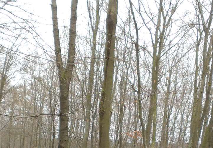 Markus Schweikert zum Rhld Cross Veitsrodt. privat