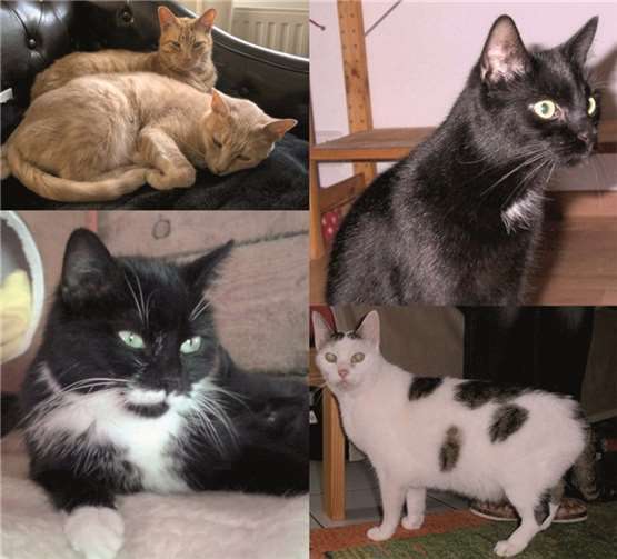 Marlo (oben rechts), Nala (unten rechts), Tom und Jerry (oben links) und Melissa (unten links) suchen ein schönes Zuhause. privat