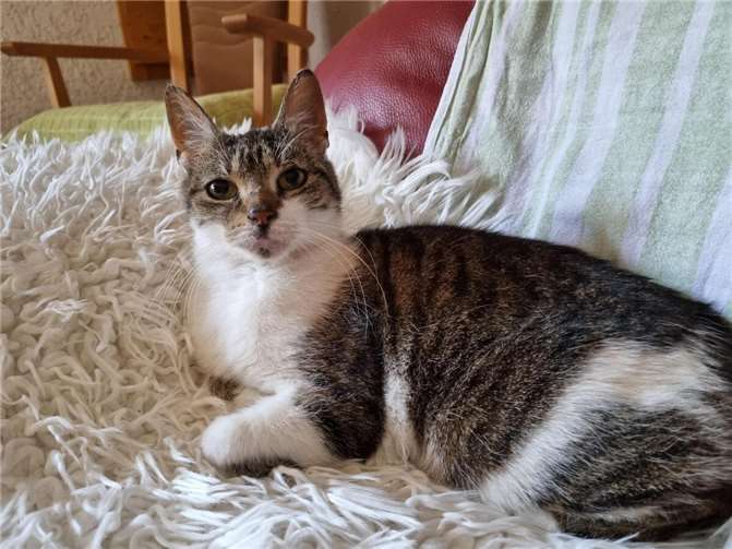 Marta ist eine ältere Fundkatze aus Mayen.  Foto: Sybill Limbach