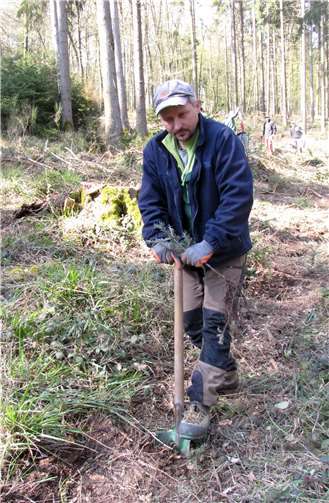 Martin Kaduck, Mitarbeiter des Forstunternehmers Dominik Dunaj, pflanzt Küstentannen im Stadtwald Adenau.Foto: Dietmar Ebi