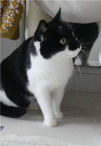 Martina: Europäisch Kurzhaar, weiblich/kastriert, ca. 2015 geboren. Foto: privat