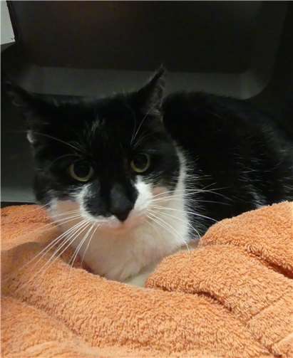 Martina wird als Einzelkatze vermittelt.Foto: privat